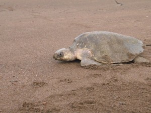 Costa Rica Sea Turtle Conservation Tours
