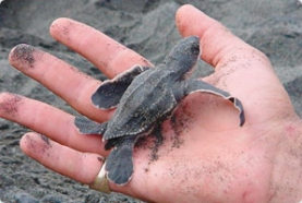 CostaRica Turtle Conservation Tours