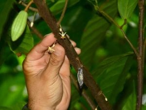 ChocolateTourCostaRica