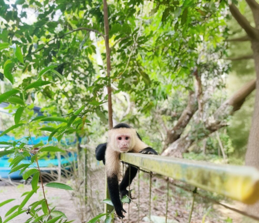 Mangrove Monkey Tour